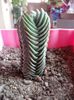 Crassula Buddha's Temple