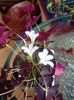 OxalisTriangularis