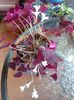 OxalisTriangularis