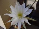 Echinopsis subdenudata
