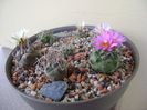 Grup de 7 Turbinicarpus