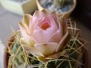 Gymnocalycium monvillei