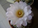 Gymnocalycium monvillei