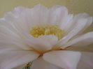 Gymnocalycium monvillei