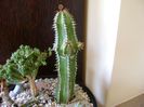 Euphorbia officinarum ssp. echinus