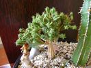 Euphorbia mammillaris