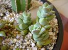 Crassula cv. moonglow
