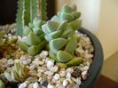Crassula cv. moonglow