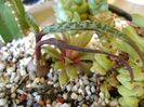 Ledebouria socialis