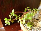 Portulacaria afra