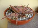 Grup de 3 Aloe