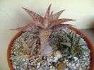 Grup de 3 Aloe