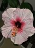 F0414184-0324-43BD-9589-EDBDE0AD66D5