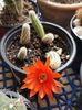 Chamaecereus silvestrii