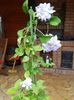 De pe terasa: clematita Mazury in ghiveci