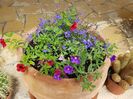 De pe terasa: lobelia si calibrachoa