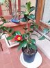Camelia