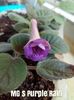 Mini sinningia MG`s Purple Rain