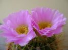 Acanthocalycium spiniflorum f. violaceum