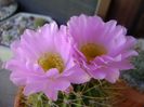 Acanthocalycium spiniflorum f. violaceum