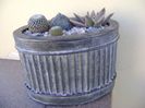 Grup de 3 cactusi
