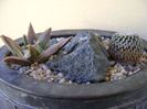 Grup de 3 cactusi