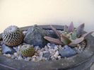 Grup de 3 cactusi