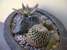 Grup de 3 cactusi