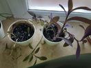 Tradescantia purpurea,