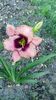 awesome blossom???