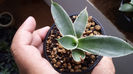 Agave Gypsophila Ivory Curls 50