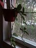 Hoya carnosa, astept floricelele