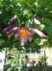 IMG-20180620-WA0032