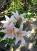 IMG-20180620-WA0033
