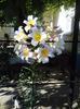 IMG-20180620-WA0034