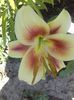 IMG-20180621-WA0006