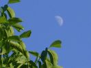 Primul patrar, luna in Balanta