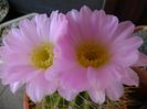 Acanthocalycium spiniflorum f. violaceum