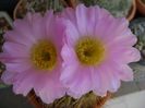 Acanthocalycium spiniflorum f. violaceum