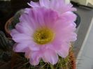 Acanthocalycium spiniflorum f. violaceum