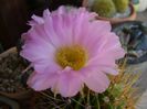 Acanthocalycium spiniflorum f. violaceum