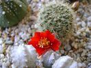 Aylostera (rebutia) fiebrigii