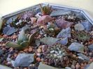 Grup de 7 Ariocarpus