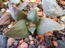 Ariocarpus retusus ssp. panarottoy