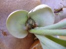 Platycerium bifurcatum, cresteri noi