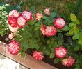 20180526_105041 (2)