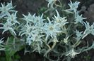 Floarea de colt EDELWEISS