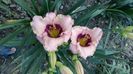 orchid candy