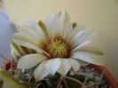 Gymnocalycium intermedium