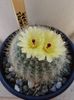Notocactus scopa-inflorit de solstitiu